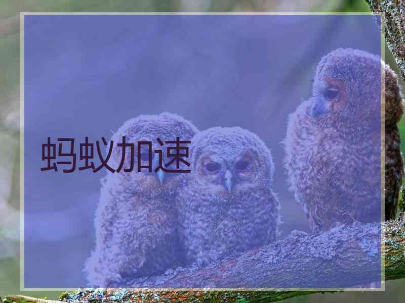 蚂蚁加速