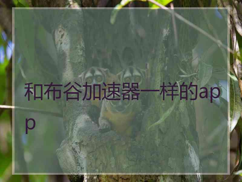 和布谷加速器一样的app
