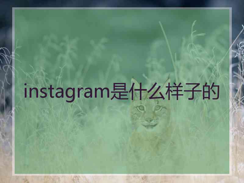 instagram是什么样子的