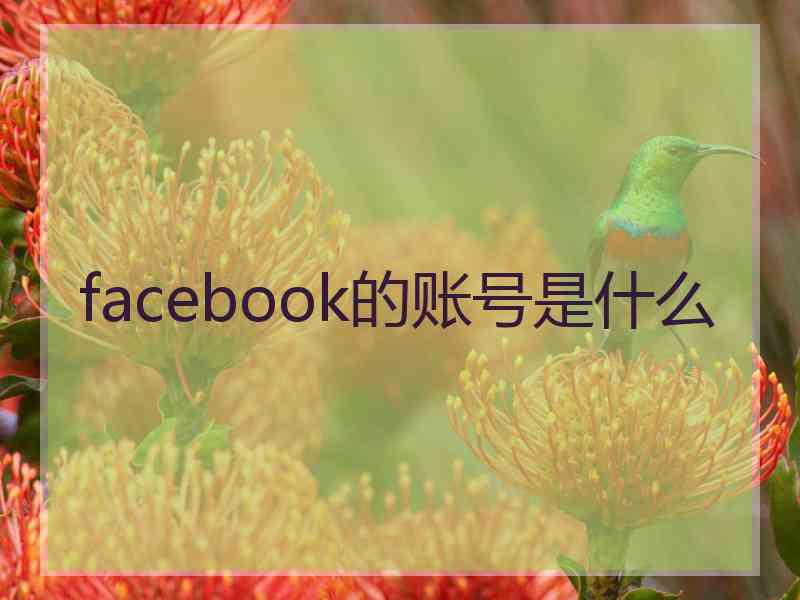 facebook的账号是什么
